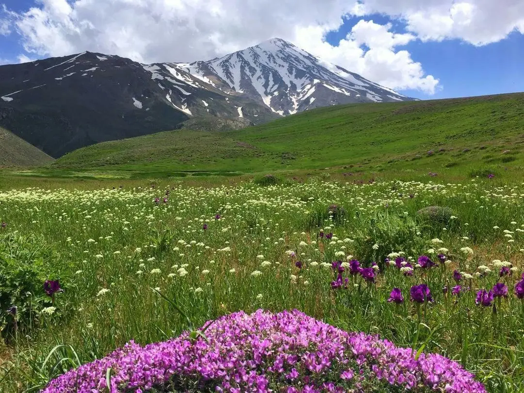 Fleurs sauvages sur le Damavand