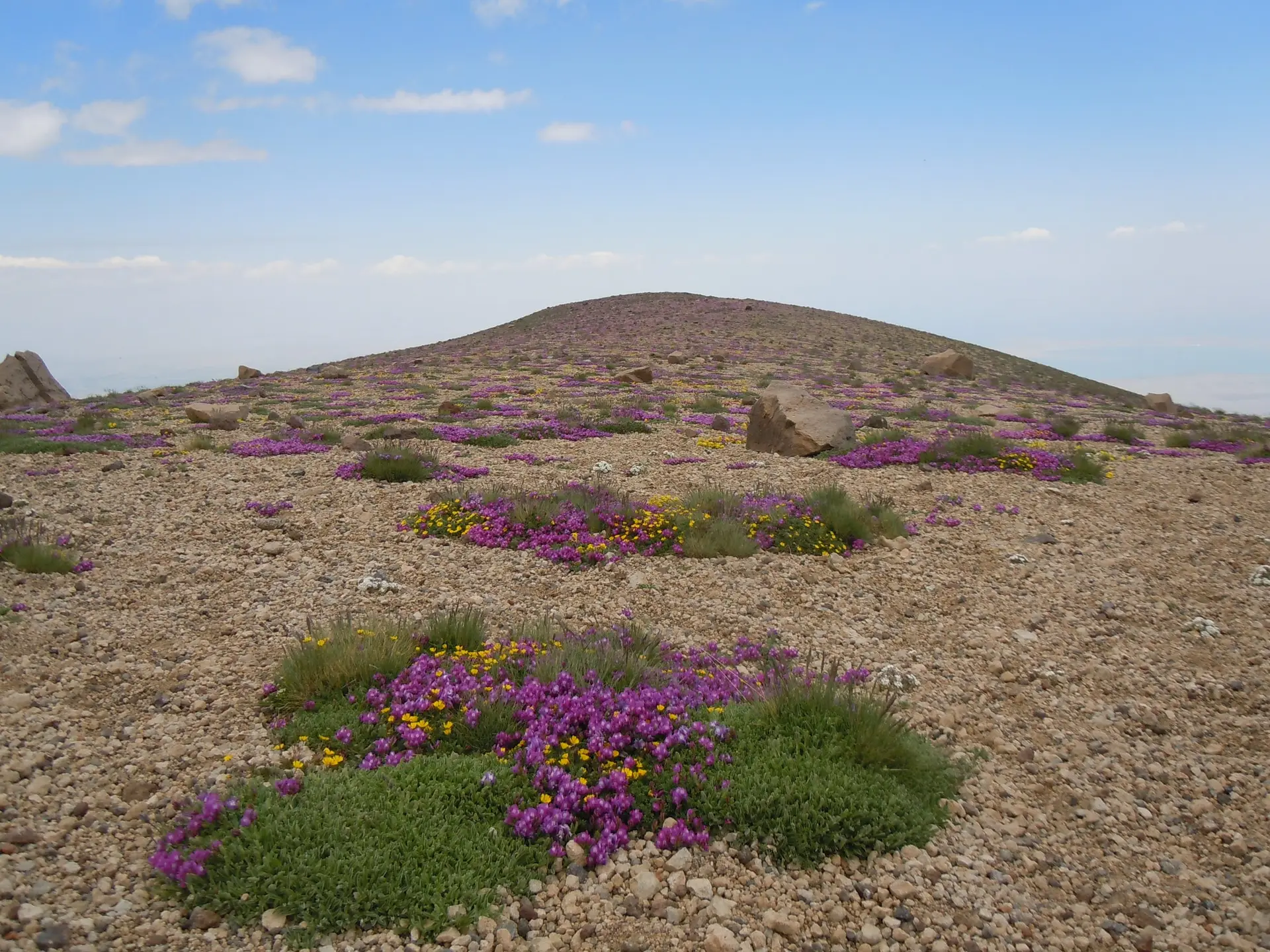 Fleurs sauvages sur le Süphan